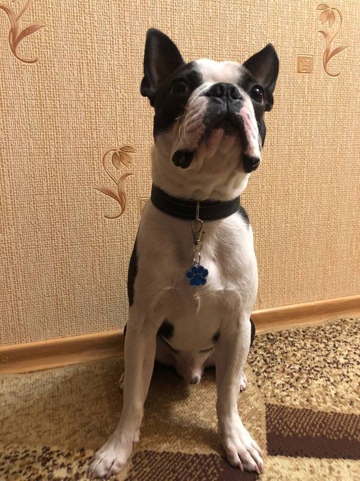 Кобель Бостон- терьер для вязки