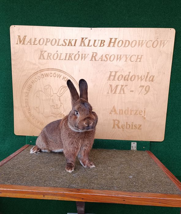 Króliki Wiedeńskie