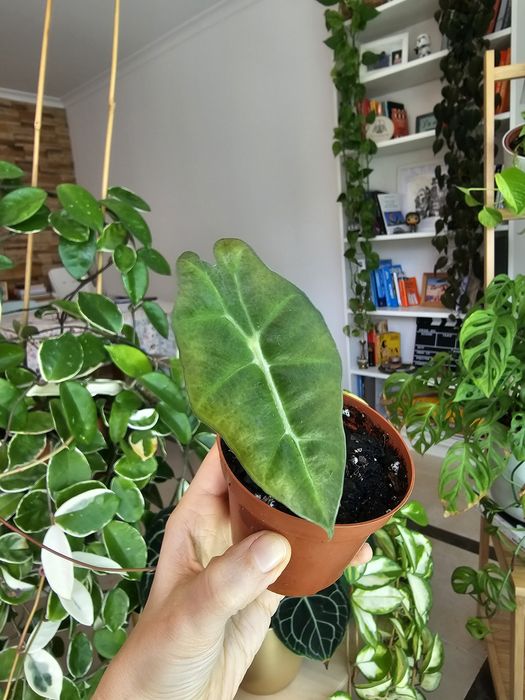 Plantas para troca/venda