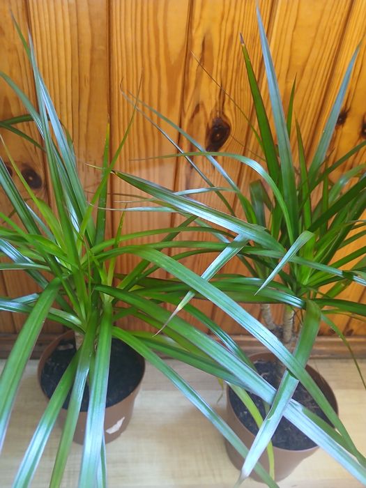 Драцена Маргіната.