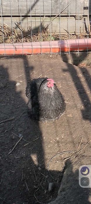 Kura kochin karzełek