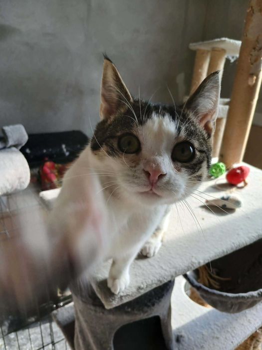 Larry młody kocurek do adopcji