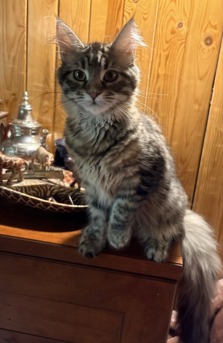 Mała KAPŁANKA piękna kotka maine coon SHK WCF