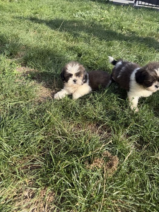 Śliczny Piesek Shih-Tzu Gotowy Do Odbioru,Metryka,Książeczka,Chip !!