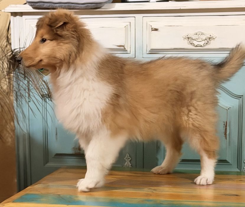 Maravilhosa Lassie - Rough collie Femea