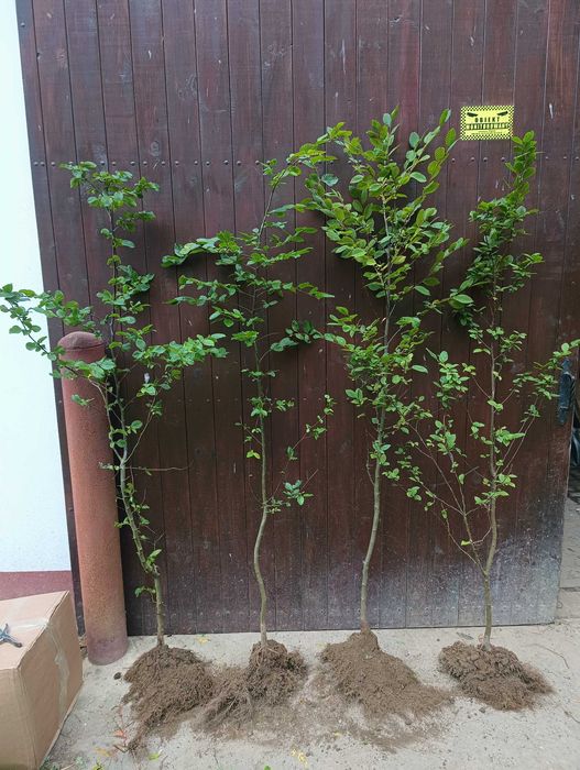 Sadzonki Graba 180 cm 220 cm. Szkółkowane