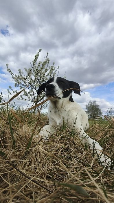 Szczeniak do adopcji - suczka