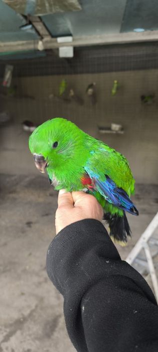 Papagaios écletus para acabar de criar a mão