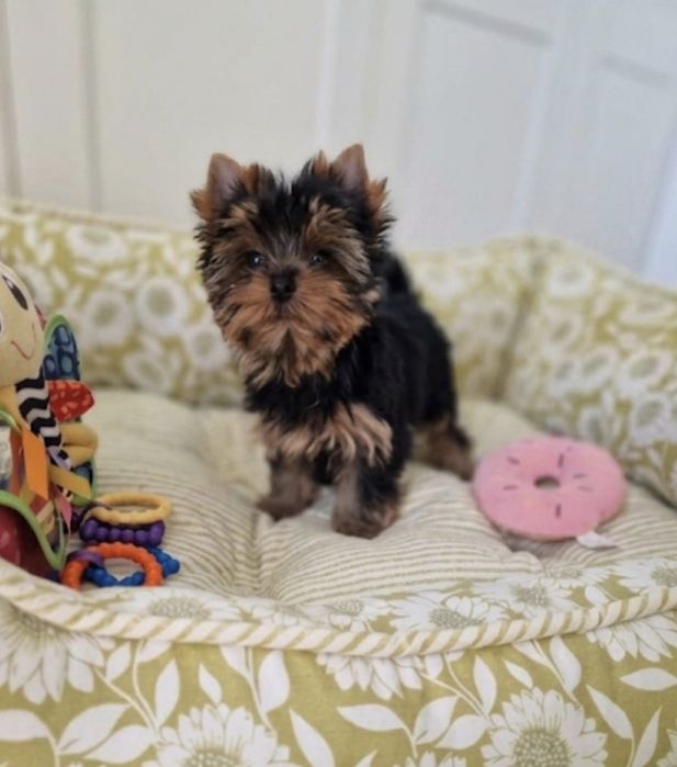 Yorkshire Terrier York FCI ZKwP SUCZKA