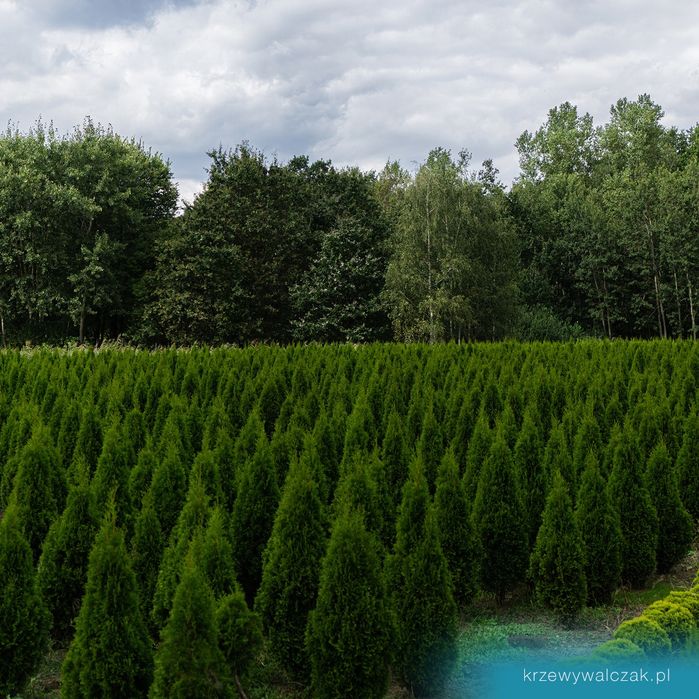 Thuja Szmaragd 220-240 cm