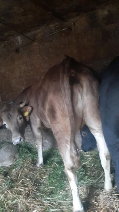 Jałowka do dalszej hodowli