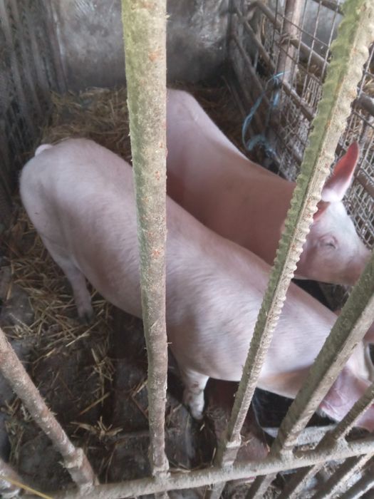 Свині(Поросята) с.Концово