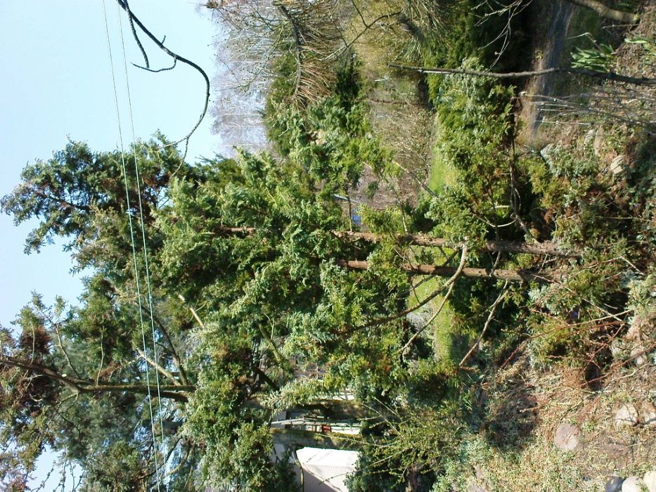 Cyprysik groszkowy Boulevard 2,5 m + jałowiec płożący sabiński fi:1,5m