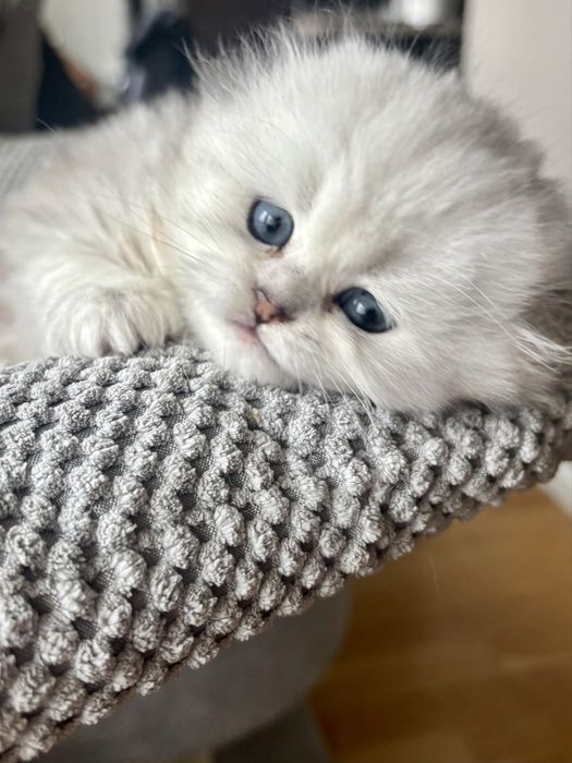 Kot szkocki na kolanka lub do hodowli