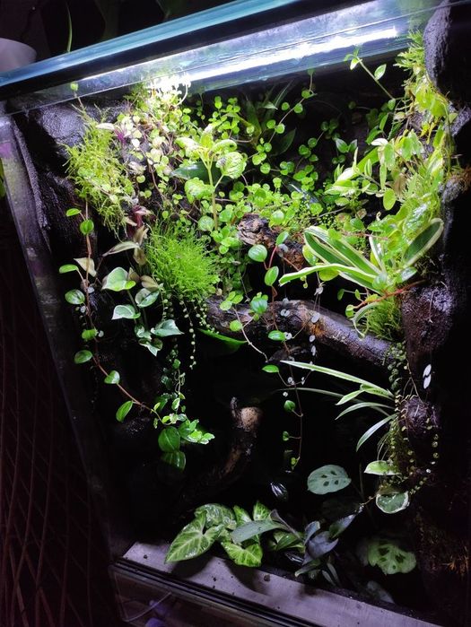 Terrarium tropikalne gekon paludarium vivarium jaszczurki