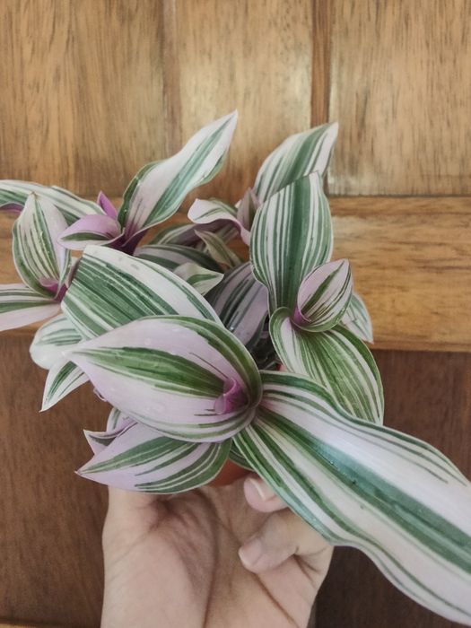 Nanouk // planta interior