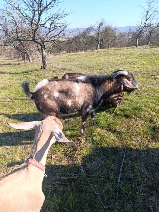 Кози кізоньки % нубійки