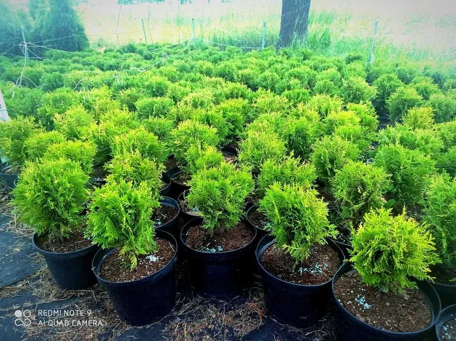 Tuja szmaragd, tuje 70-80cm PROMOCJA