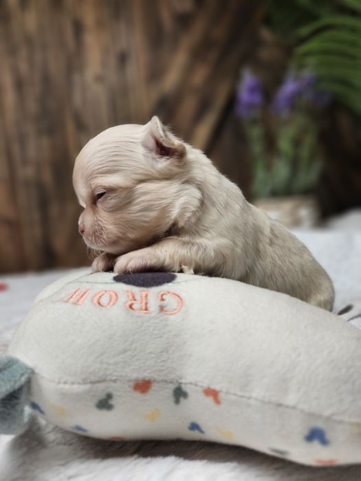 Chihuahua śliczny malutki chłopczyk