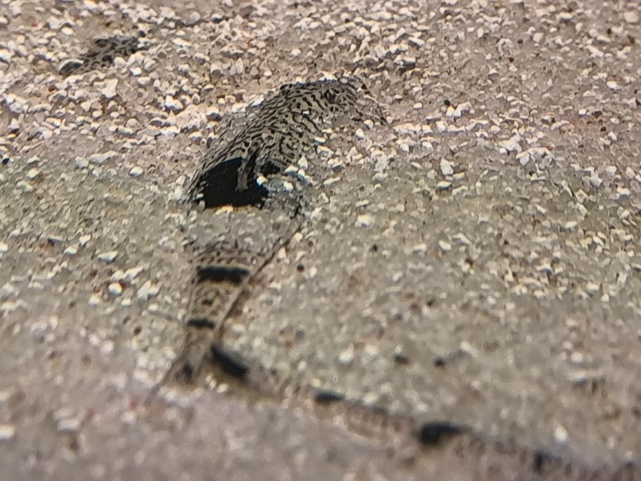 Aphitanos Real Venezuela