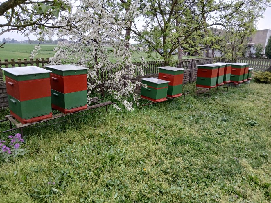 Pszczoły - odkłady.
