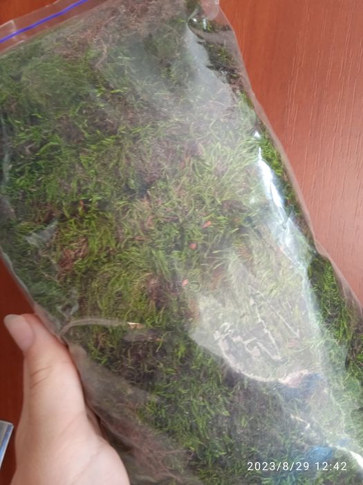 Мох для равликів