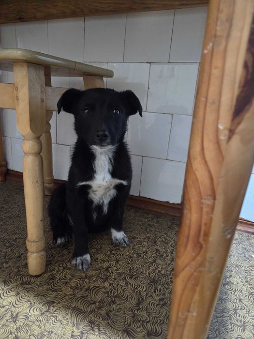 Віддаємо песика в добрі руки