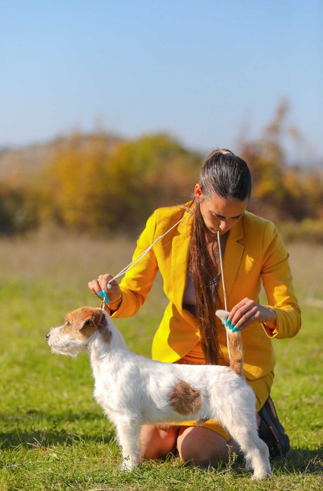 Jack Russell Terrier ZKwP FCI grzeczny piesek po CH.PL
