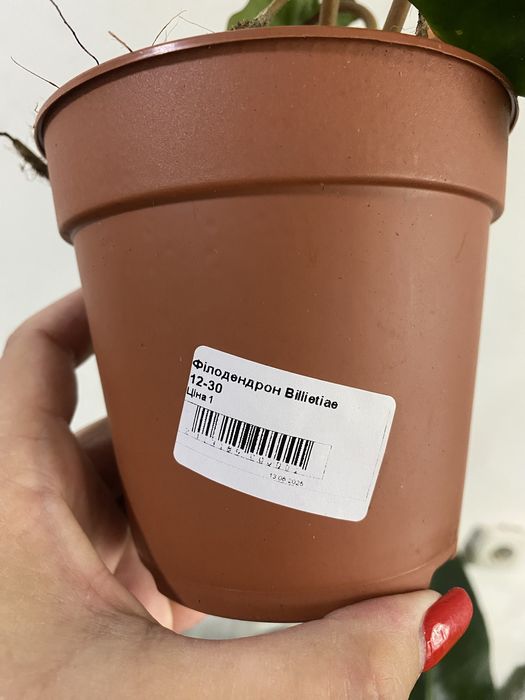 Філодендрон Білліє (Philodendron billietiae)