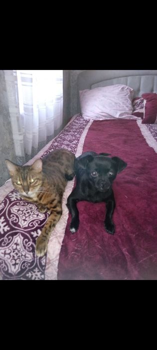 Отдам в хорошие руки