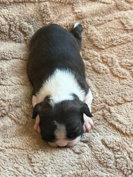 Boston Terrier ZkwP