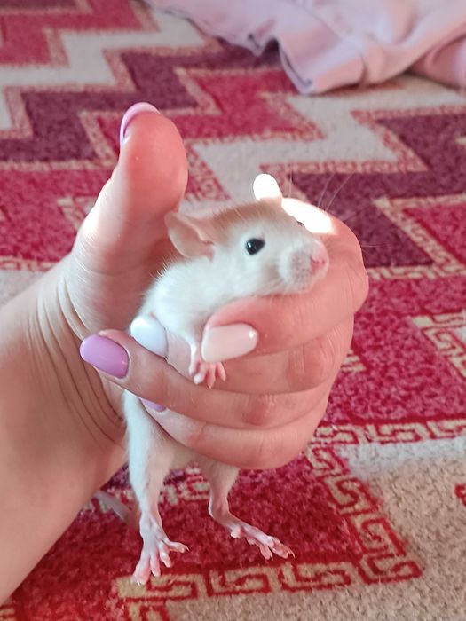 Подарую щуренят,крисенята хлопчики