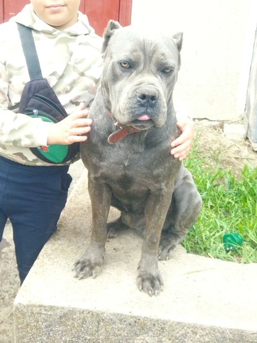 В'язка пса. Кане корсе сірого кольору  Олександр