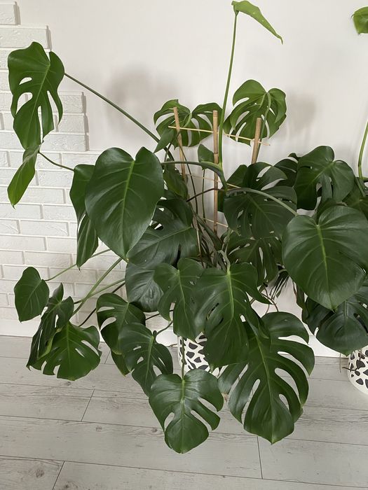 Monstera XXL zdrowa