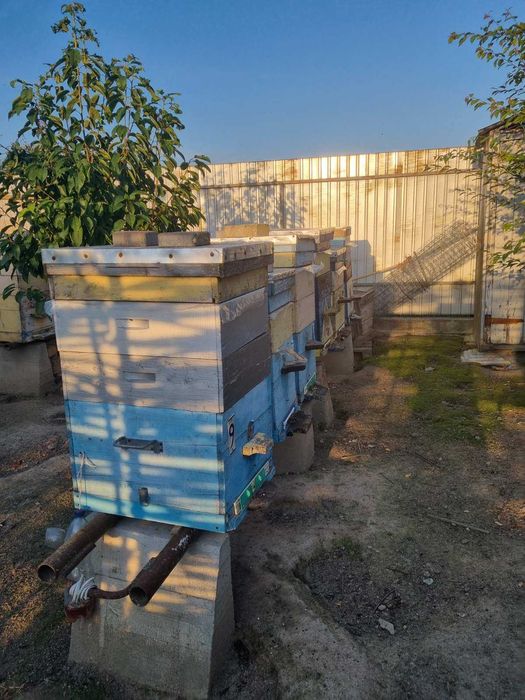 Пасіка,вулики,бджоли