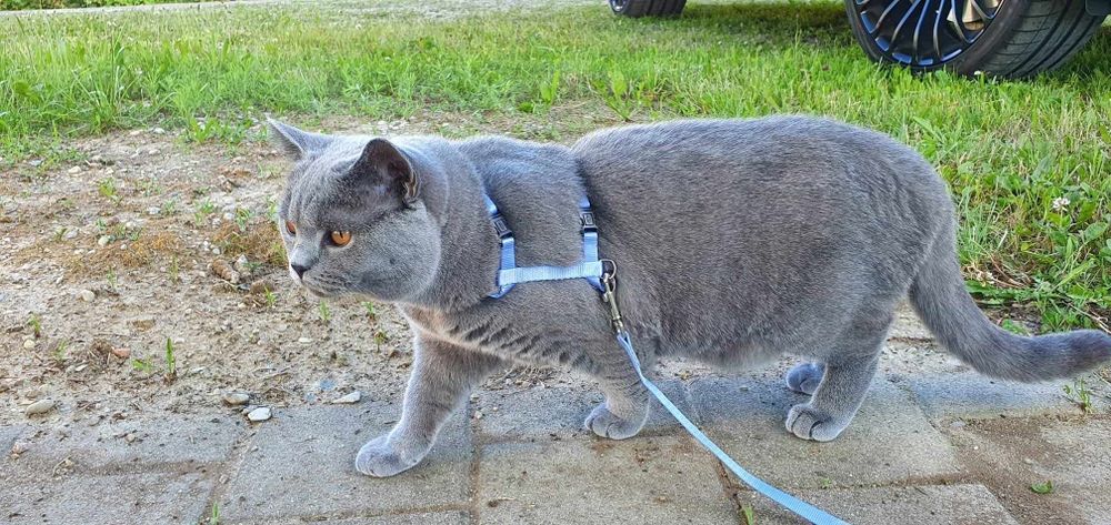 Kocurek  Brytyjski  niebieski  Rodowodów 5 pokoleniowy