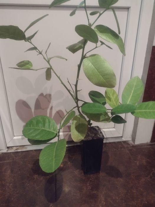 Продам лимон київський