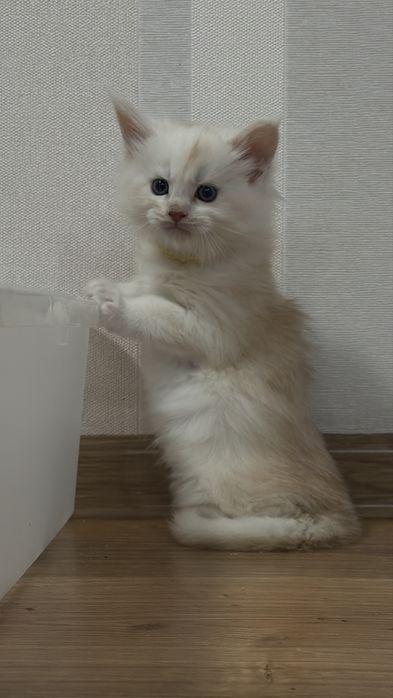 Кошенята Мейн кун