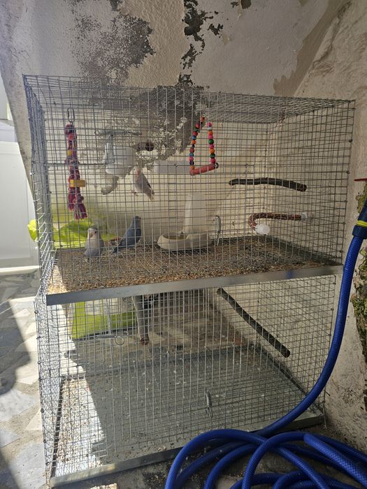 Casal rosicolis , macho marbled , femea violeta , o azul ja é uma cria vendo com gaiola ou as duas gaiolas.