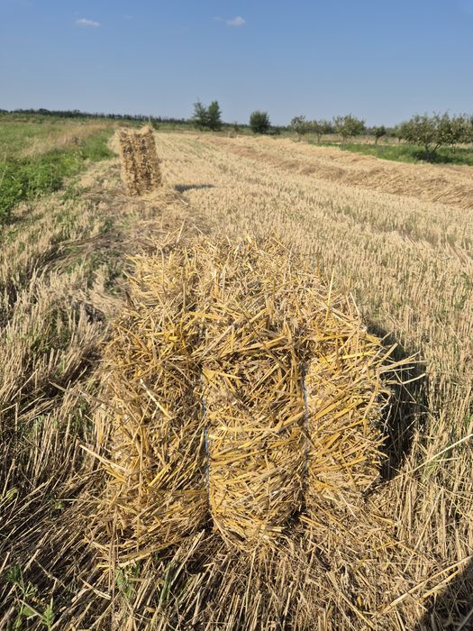 Тюки соломи пшениці