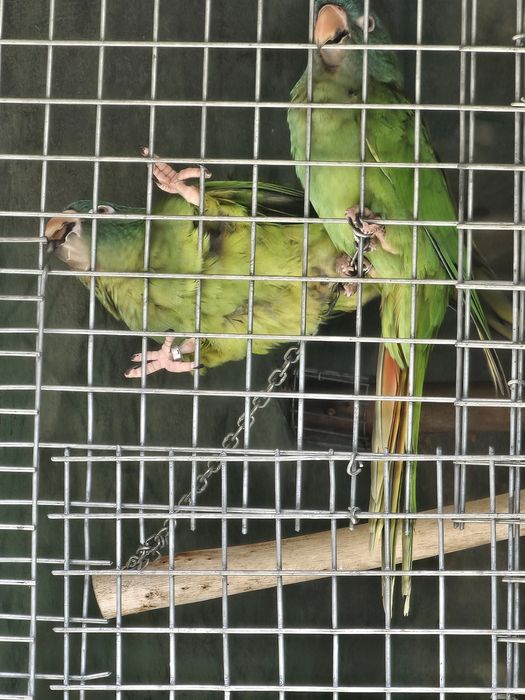 Conures de cabeça Azul