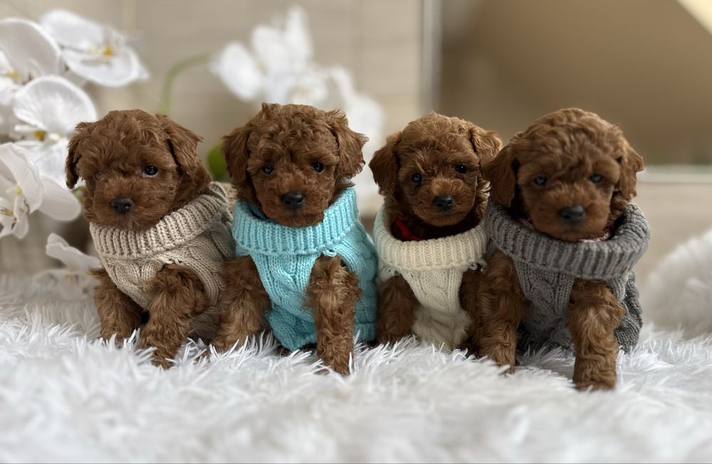 Pudel toy red, prześliczne.