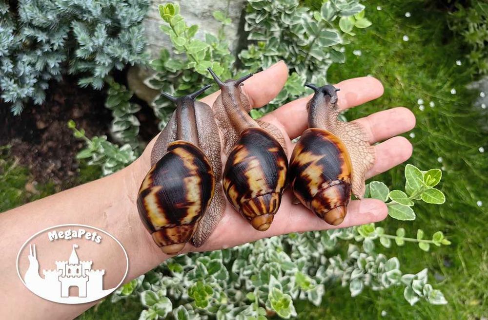 Archachatina marginata marginata type 2 Ślimaki Lissachatina Achatina