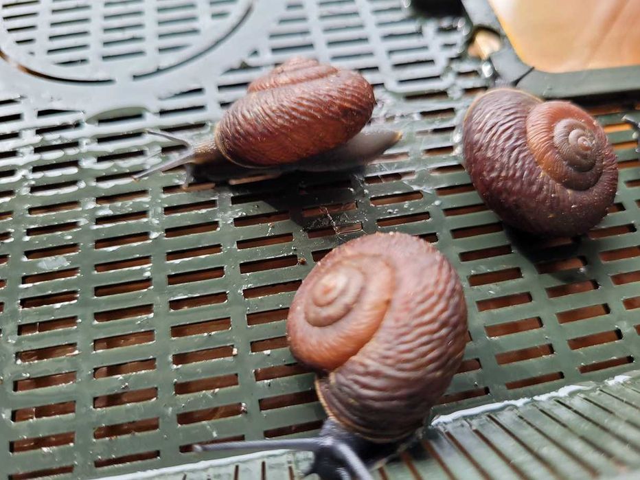 Leptaxis (undata) groviana F1_ślimak z Madery