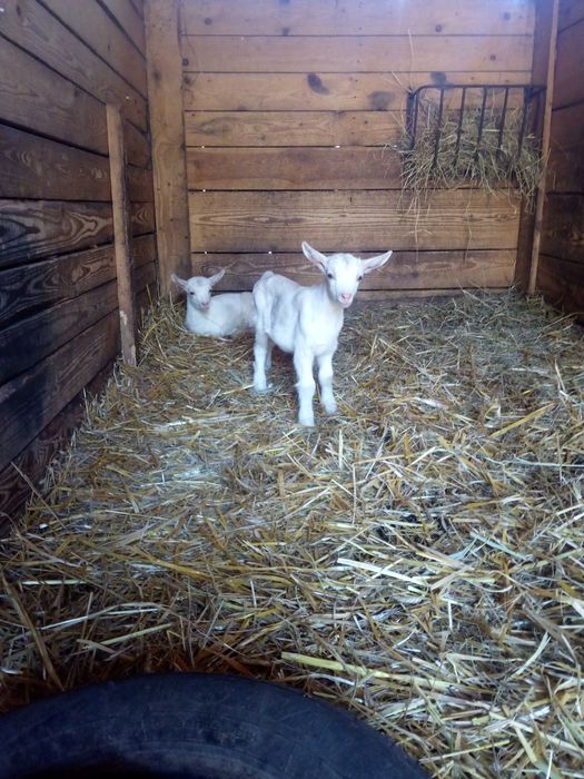 Kózka saanenska do odpojenia