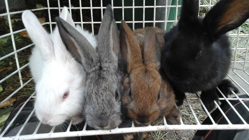 Króliki sprzedam, cena za kg żywca.