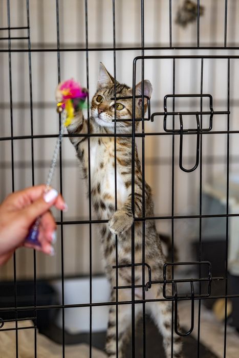 Мурчащие котята-девчушки ищут свой ДОМ!