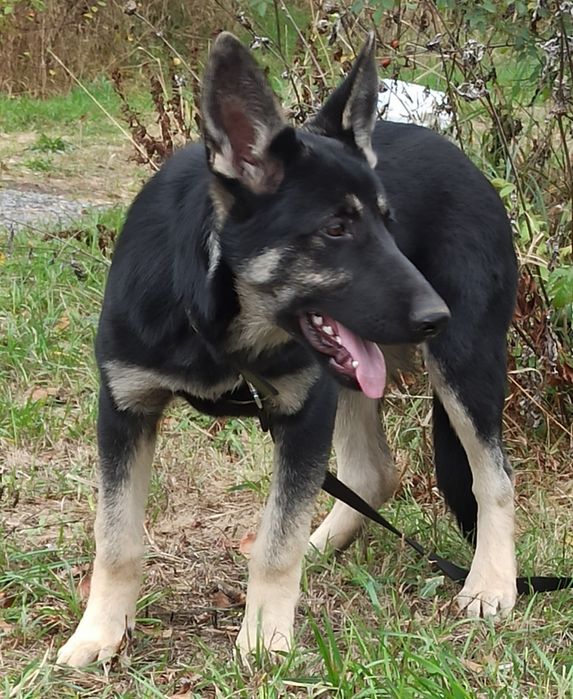 Цуценята Східно Європейської вівчарки.