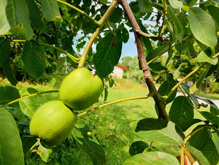 zielony orzech włoski- wyciąg -pasozyty, zatrucia,grzybica-100 ml