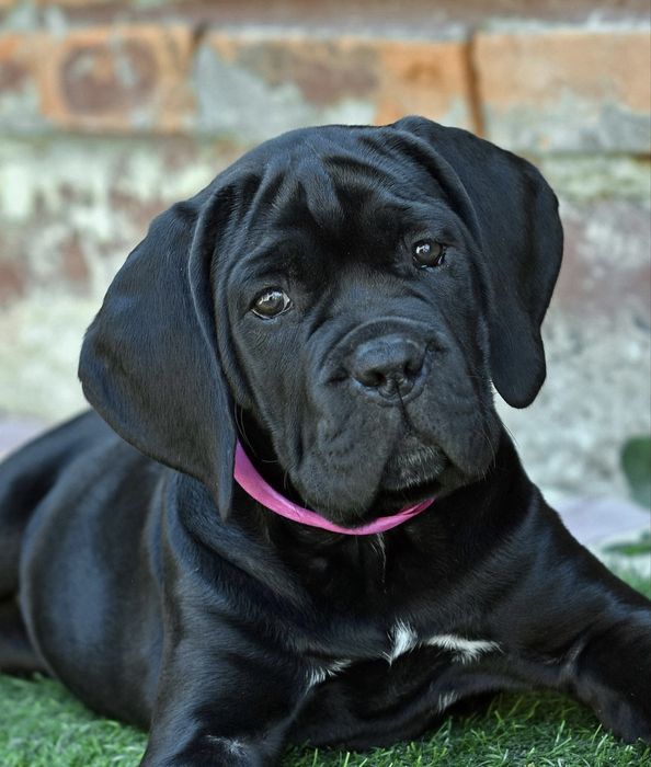 Дівчинка Cane corso-щастя поруч
